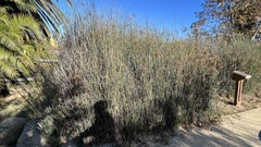 Juncus patens
