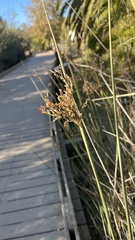 Juncus patens
