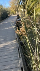 Juncus patens