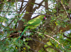 Psittacula krameri