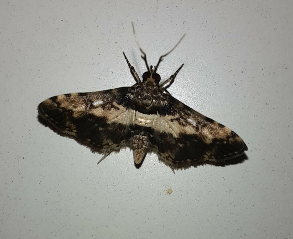 Nacoleia alincia