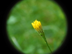 Scorzoneroides pyrenaica