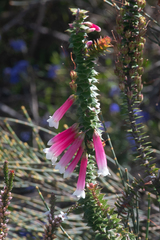 Epacris longiflora