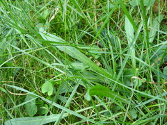 Scorzoneroides pyrenaica