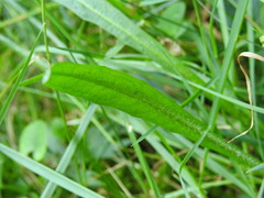 Scorzoneroides pyrenaica