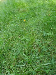 Scorzoneroides pyrenaica