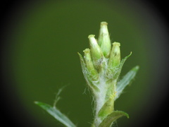 Omalotheca sylvatica