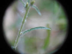 Omalotheca sylvatica