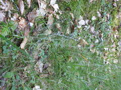 Omalotheca sylvatica