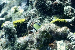 Pycnochromis retrofasciatus