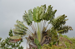 Ravenala madagascariensis