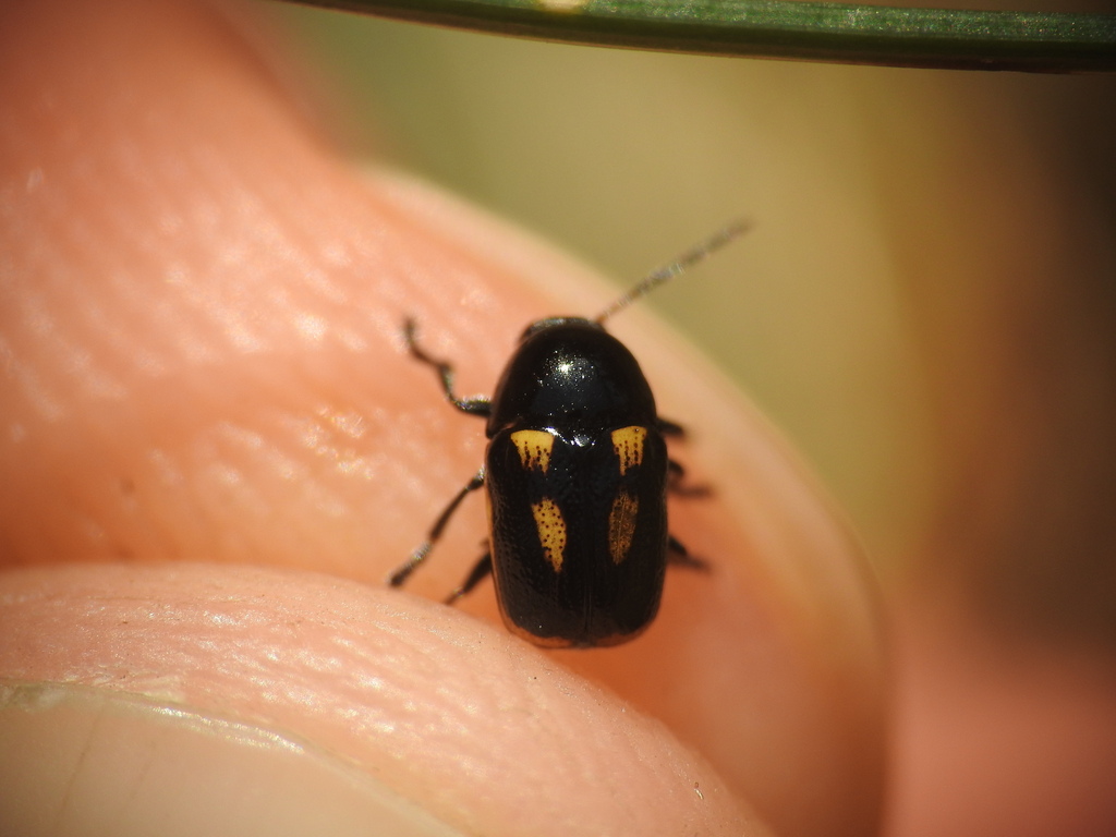 Cryptocephalus sexpustulatus