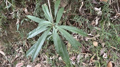 Ardisia cornudentata morrisonensis