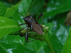 Mictis longicornis