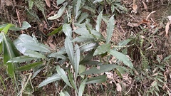 Ardisia cornudentata morrisonensis