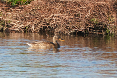 Anas platyrhynchos platyrhynchos