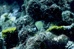 Pycnochromis retrofasciatus