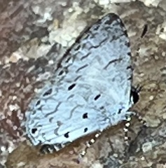 Megisba