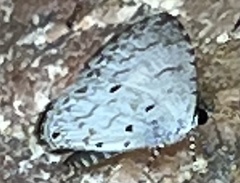 Megisba