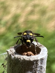 Paralastor subpunctulatus