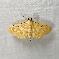 Notarcha aurolinealis