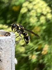 Paralastor subpunctulatus