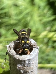 Paralastor subpunctulatus