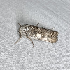 Cryptophasa irrorata