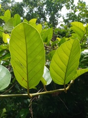 Ficus sagittata