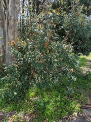 Banksia integrifolia