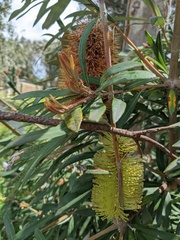 Banksia integrifolia