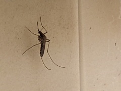 Culicinae