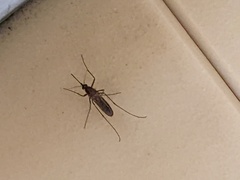 Culicinae