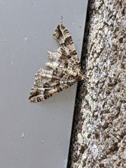 Epyaxa agelasta