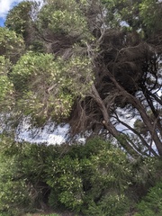 Melaleuca