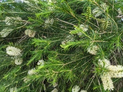 Melaleuca