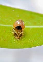 Chilocorus nigritus