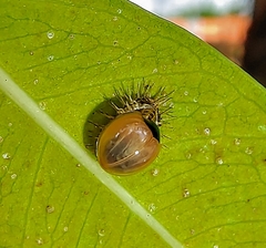 Chilocorus nigritus