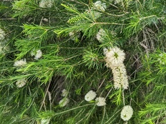 Melaleuca