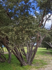 Leptospermum laevigatum