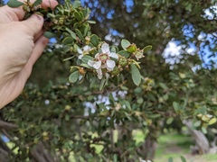 Leptospermum laevigatum