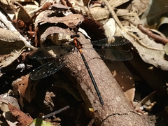 Austroargiolestes amabilis