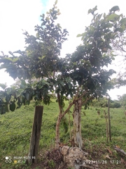 Byrsonima crassifolia