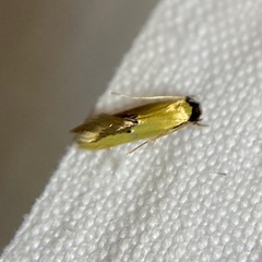 Opogona protodoxa