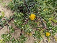 Berkheya rigida