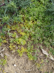 Aizoon pubescens