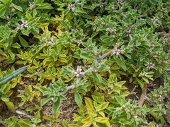 Aizoon pubescens