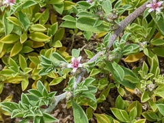 Aizoon pubescens