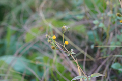 Bidens pilosa pilosa