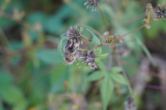 Bidens pilosa pilosa
